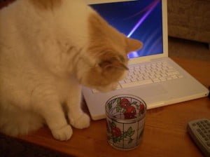 kittymac