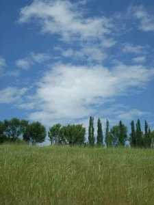 bluemckinney