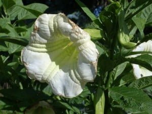 Datura...I think, on the Muttart grounds