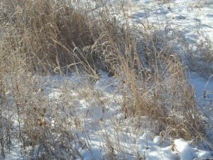 Grass in the snow