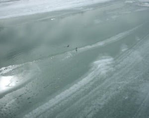 Geese on the frozen river