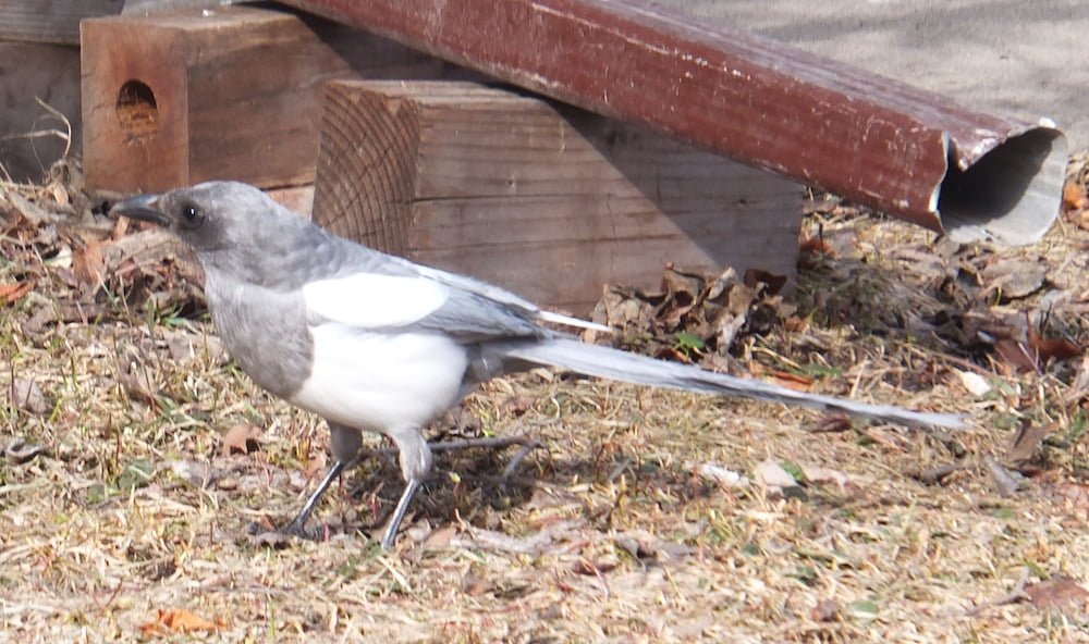 The Ghost Magpie~In profile