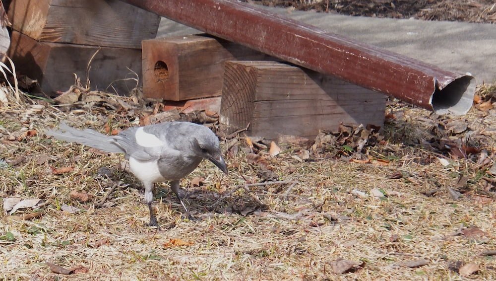 Ghost Magpie