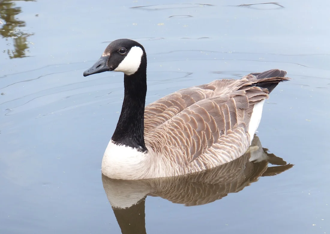 Goose!