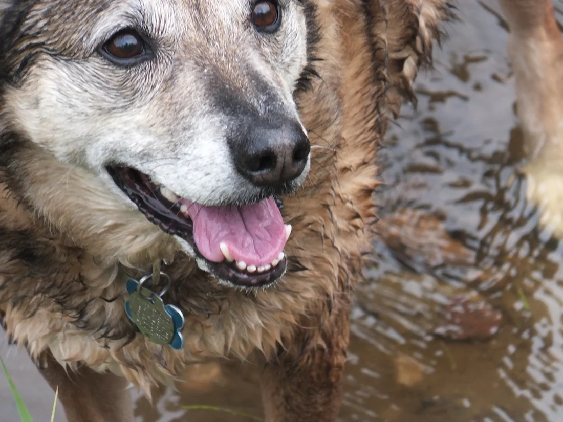 Maggie in creek