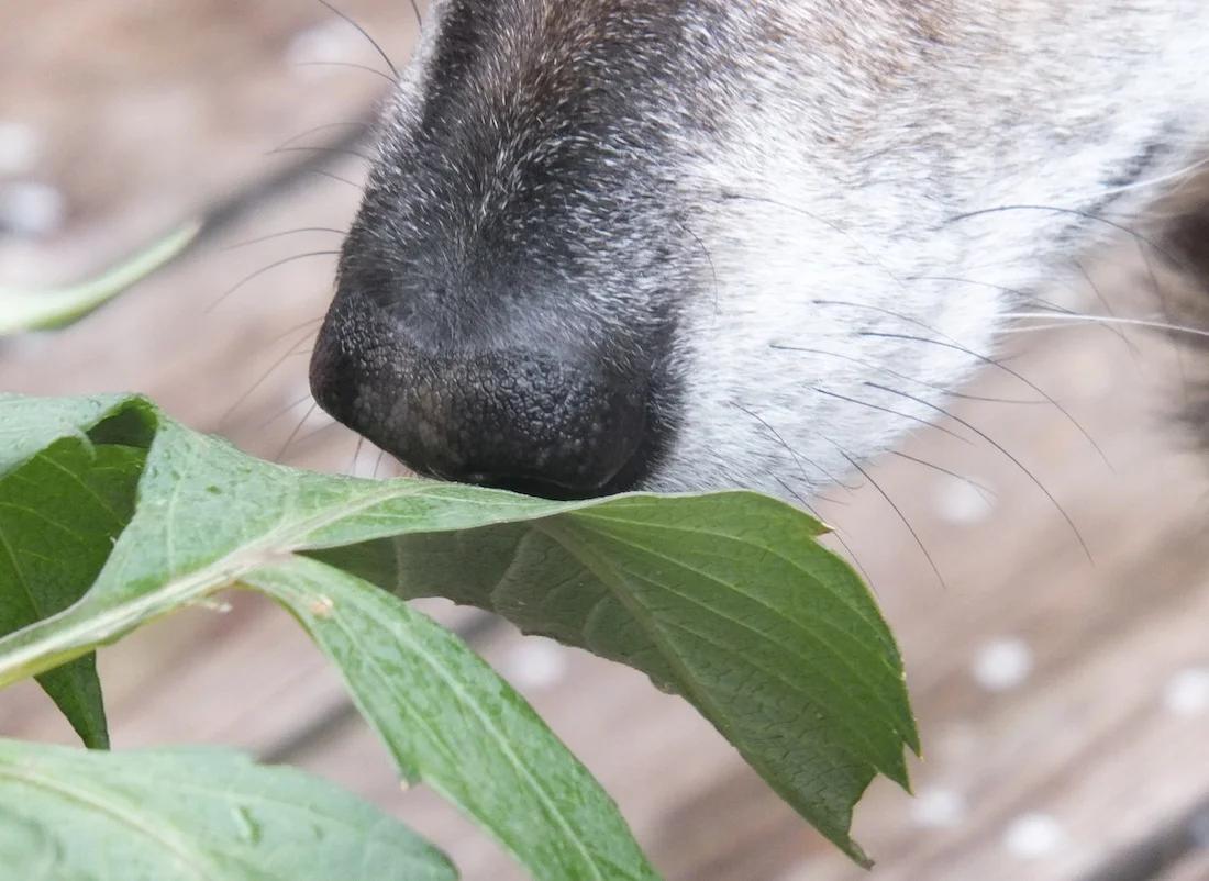 Maggie's snout