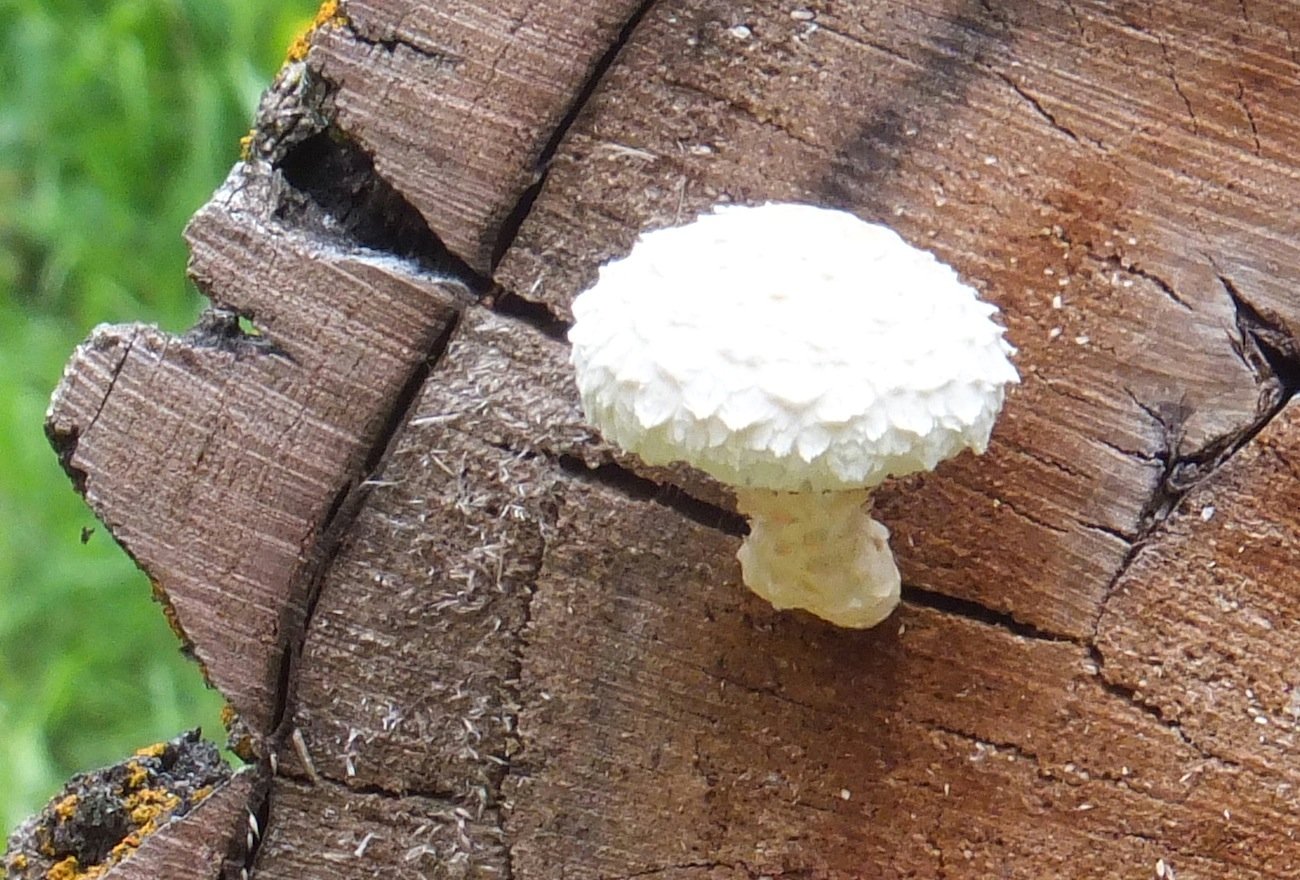 Mushroom up close