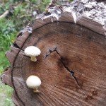 Tree with mushrooms