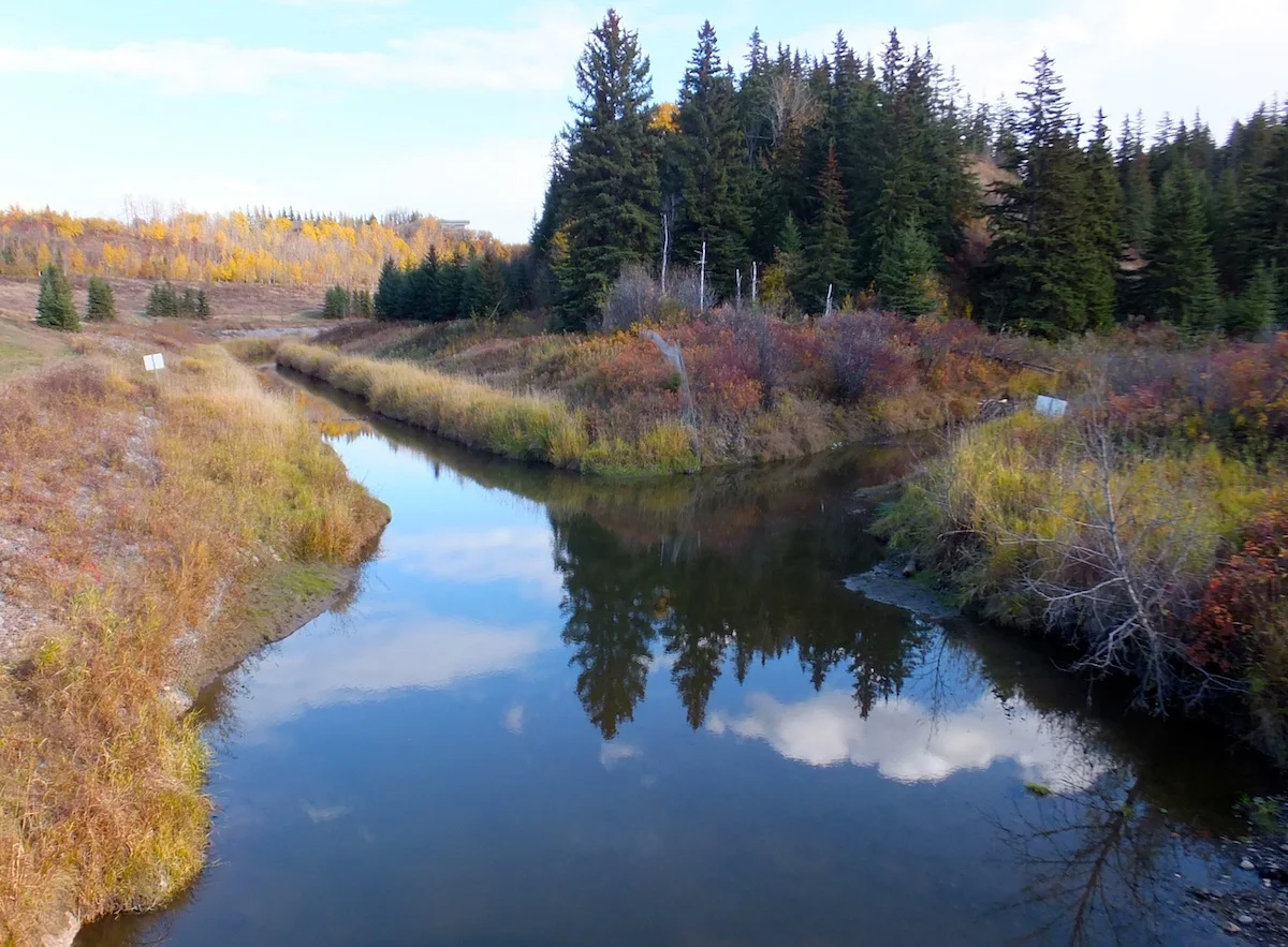 A friendly meeting of the Whitemud and Blackmud Creeks