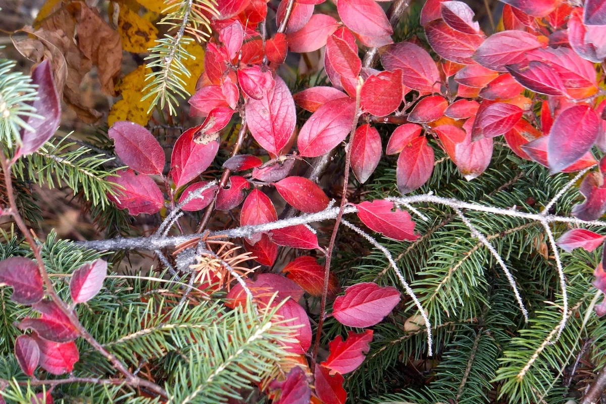 Contrasting colours in Blackmud Creek