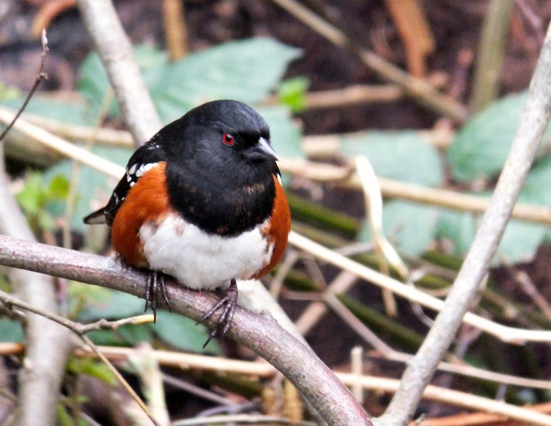 Spotted Rufous Towhee