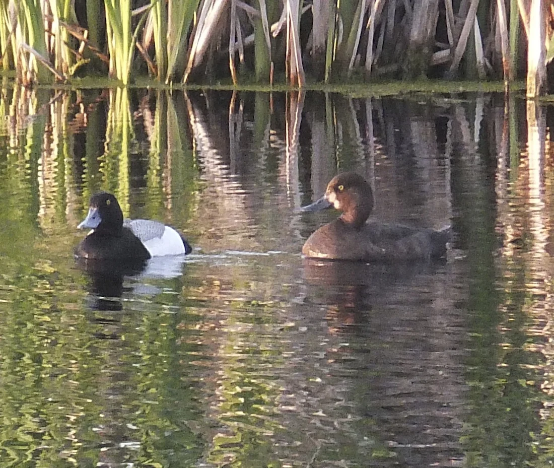 Old Coot & wife