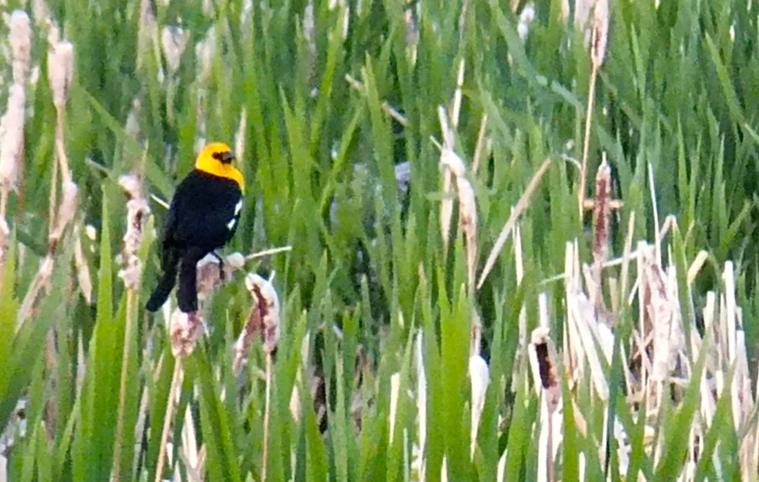 When canaries schtoop crows...