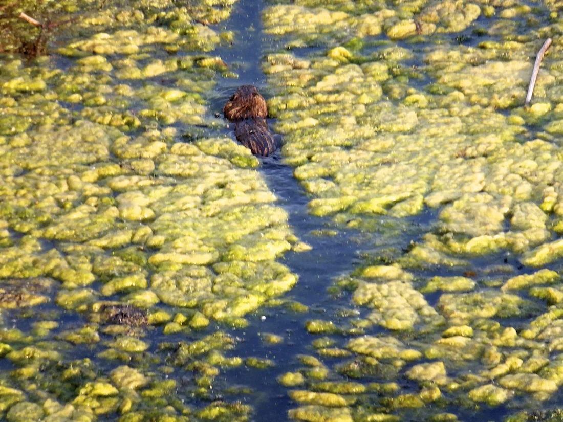 'Beaver in Slime'