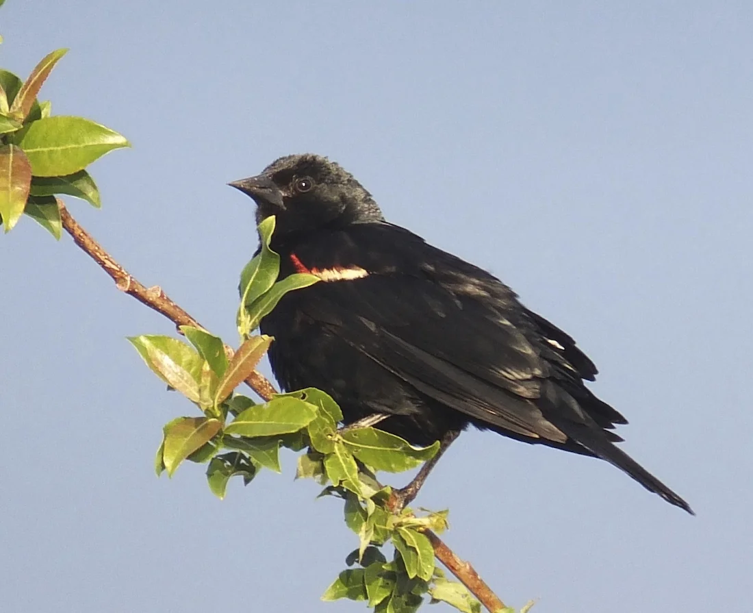 Red-Winged Blackbird
