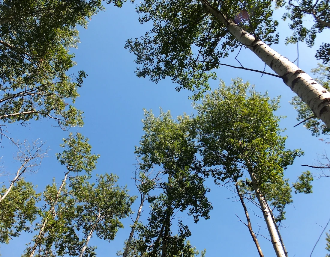Birch