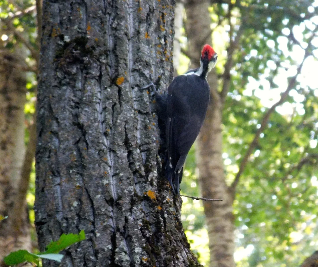 Uncooperative pecker