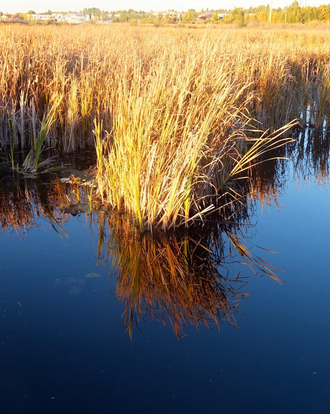 Big Lake boardwalk reed thingys