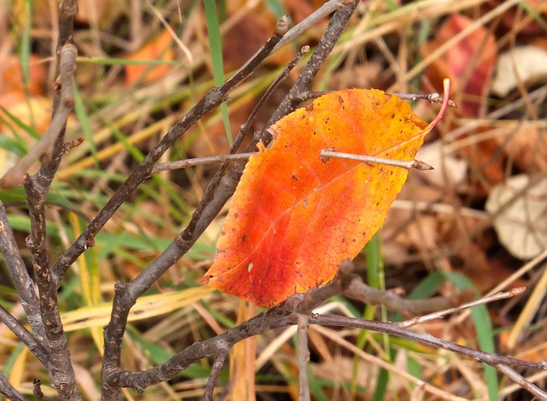 Looks like murder to me...