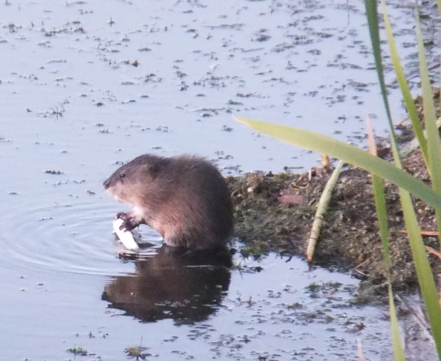 Muskrat