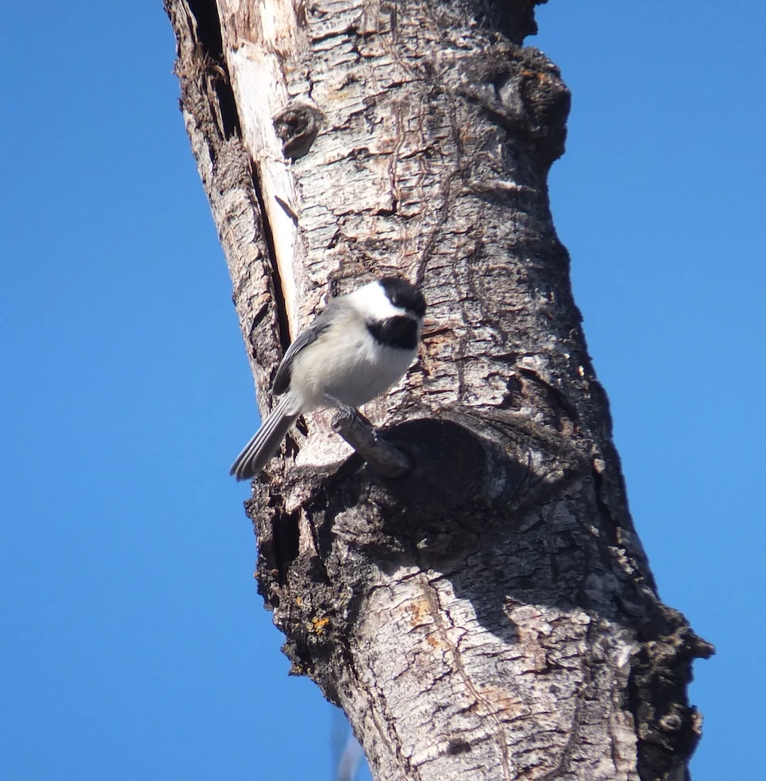 Chickadee Saturday 7