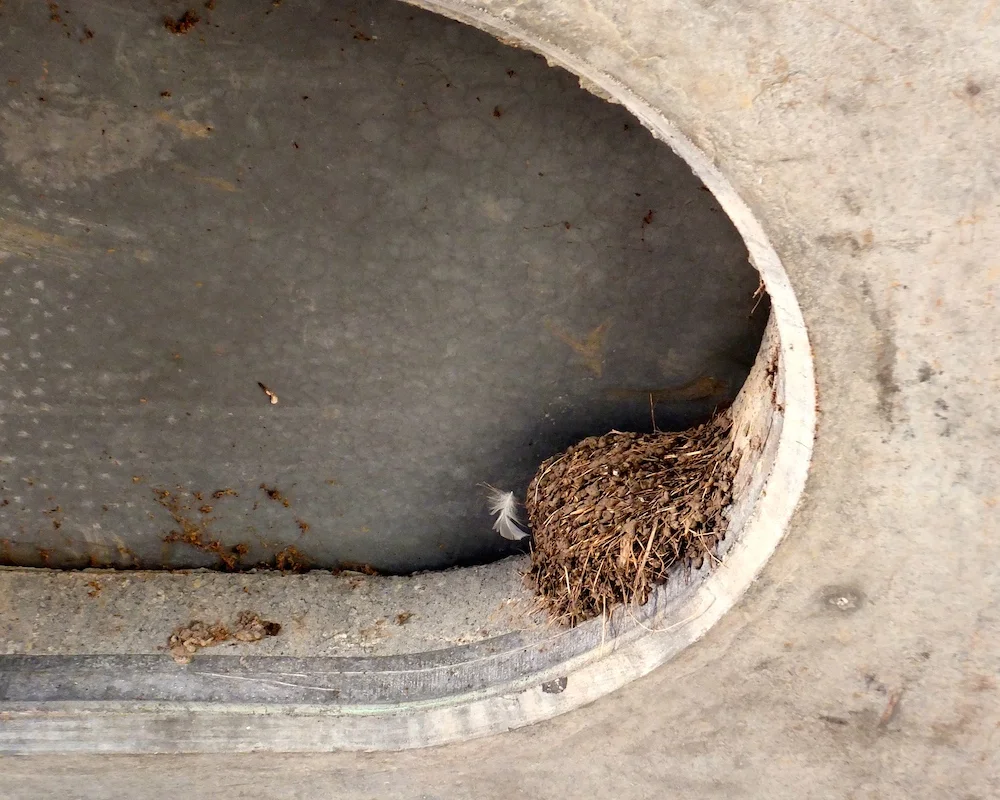 Swallow nest on the way to the boardwalk