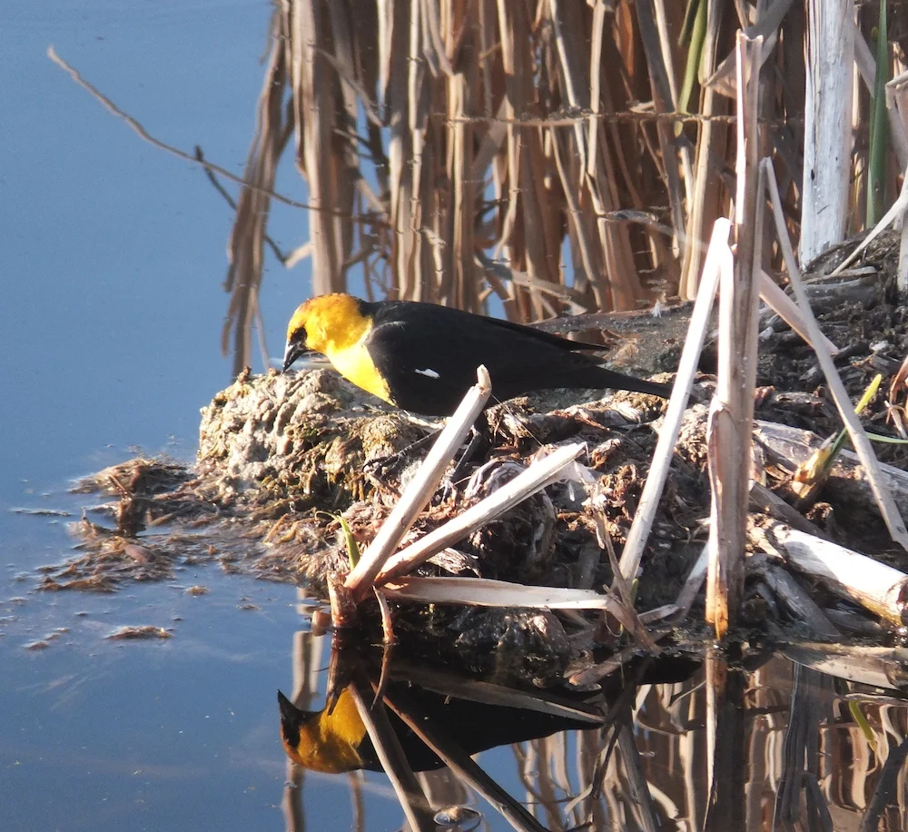 Yellow-headed Blackbird