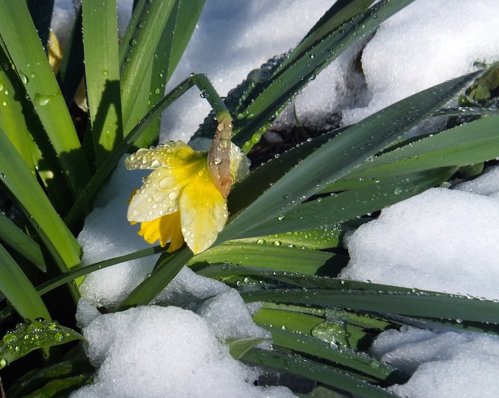 Daffodil in snow