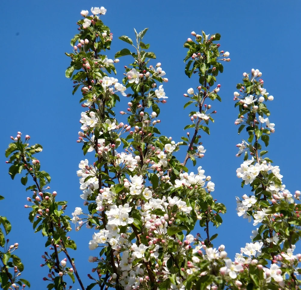 White apple blossoms
