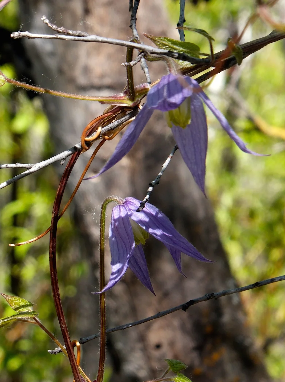 Wild Clematis before bee