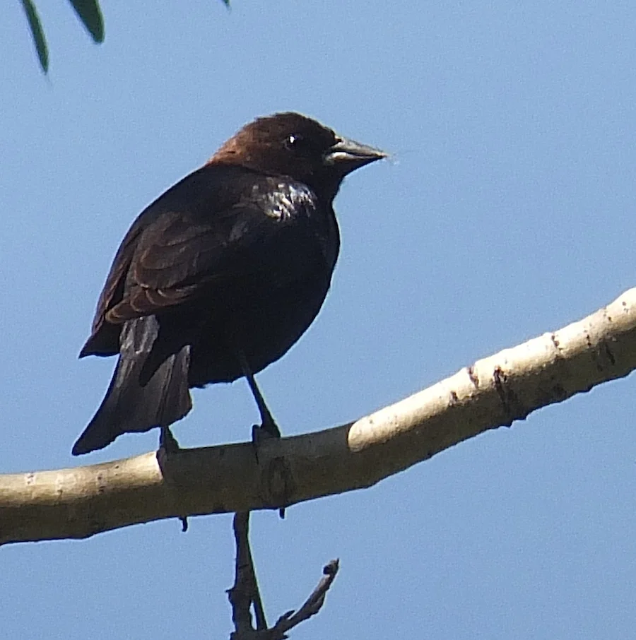 Whitemud Blackbird 1