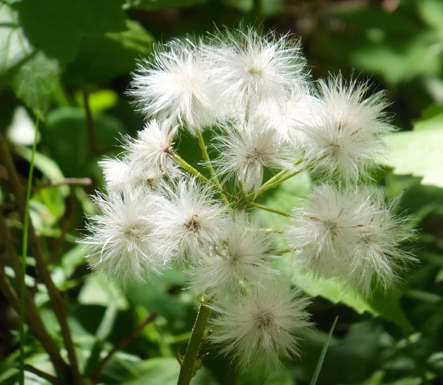 Whitemud fuzzies