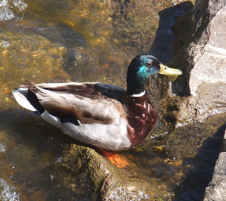 Mallard cooling his duck feet