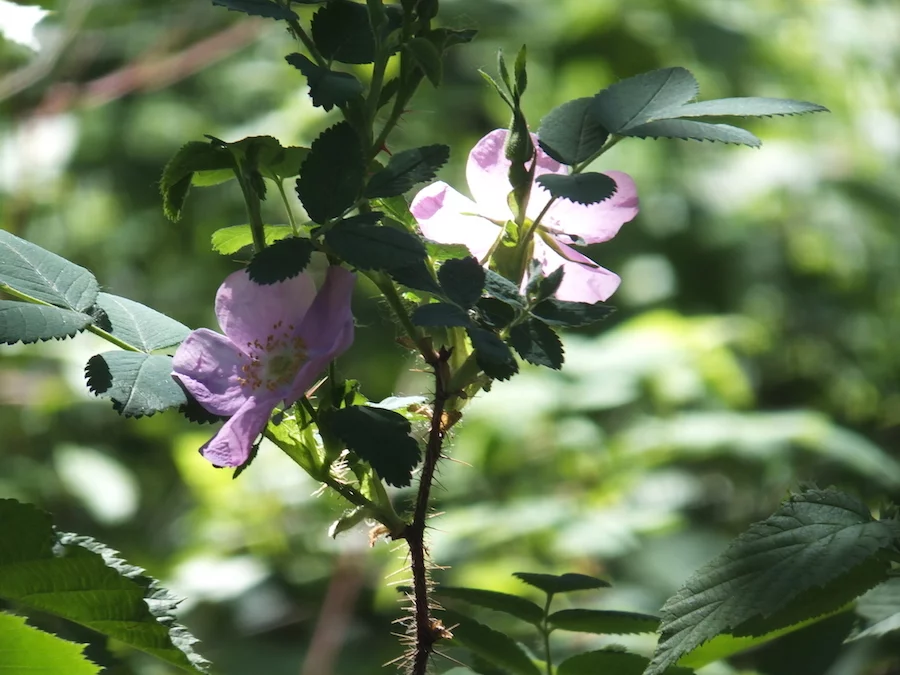 Whitemud wild rose