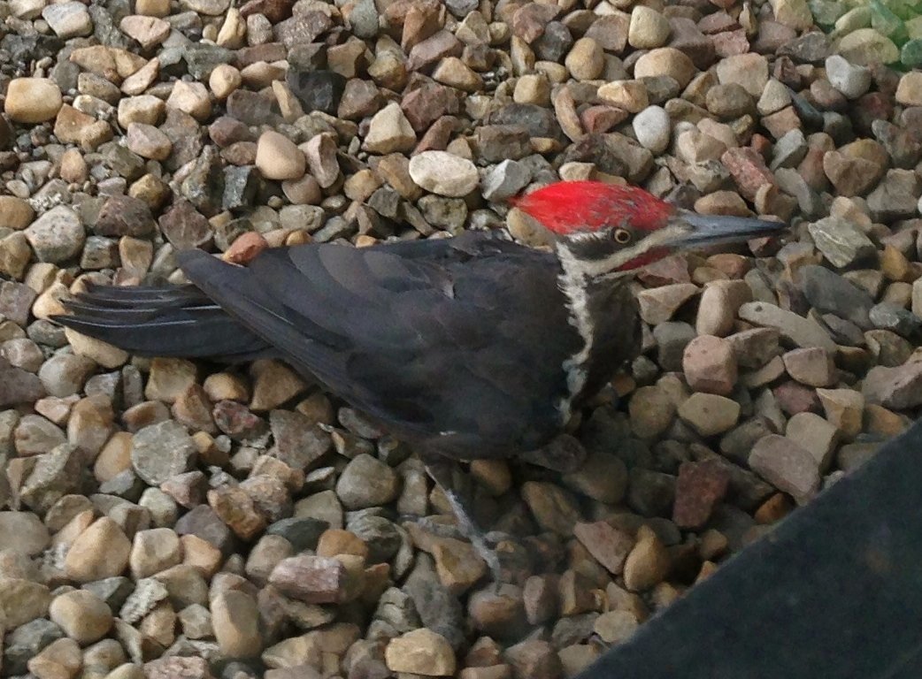 The pileated woodpecker who lost the fight - back from the dead