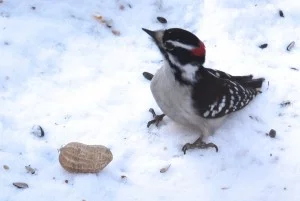 Downy Woodpecker