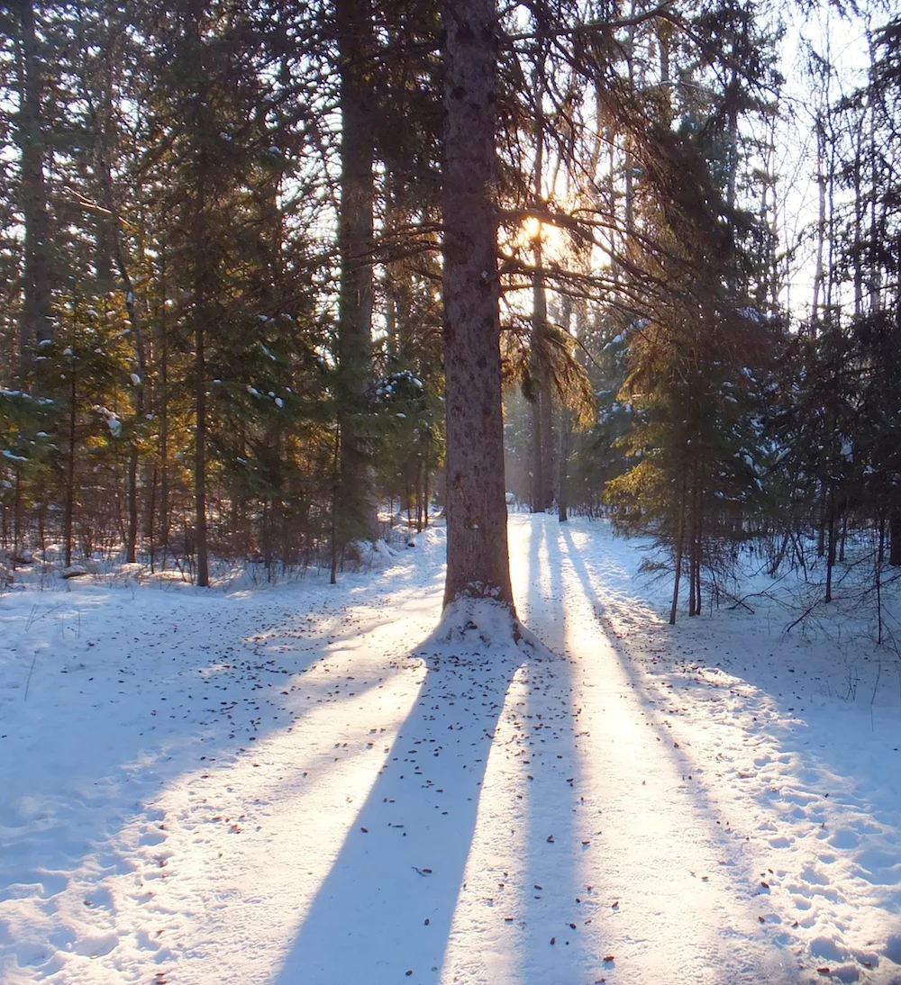 Whitemud Ravine