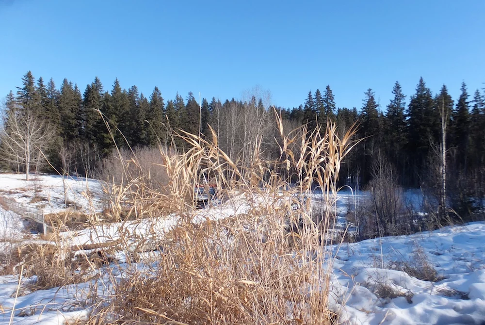 Mill Creek Ravine last Sunday