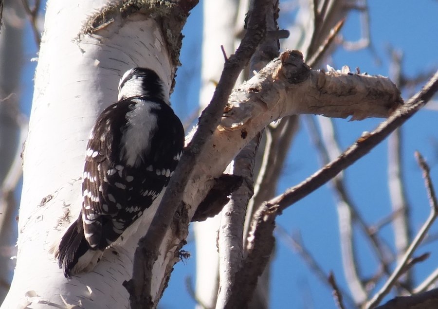 A shy woodpecker
