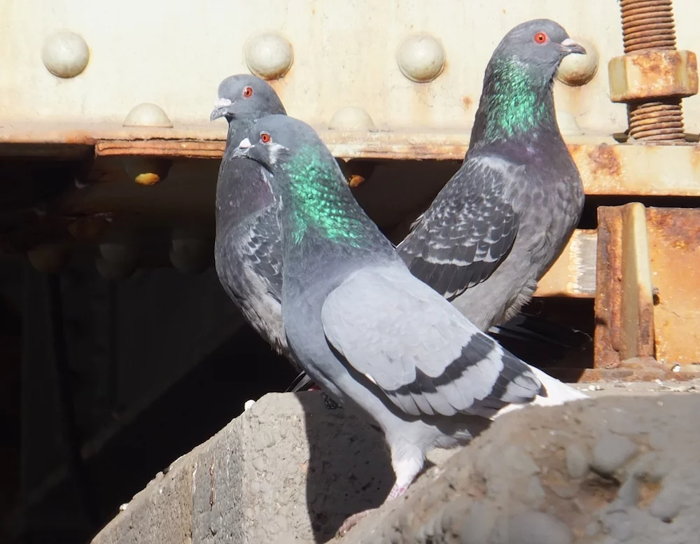 Shortly after this bucolic moment, these three pigeons engaged in what can only be described as vigorous and consensual sex. 