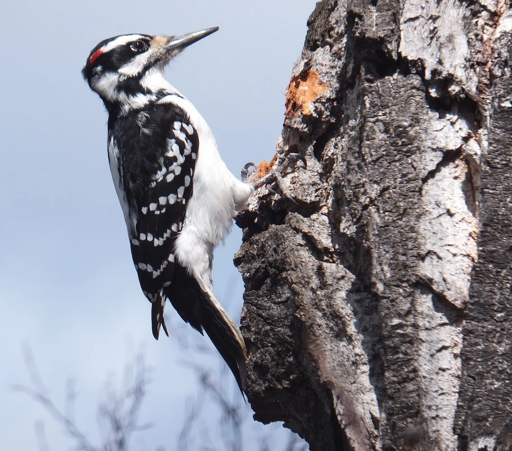 Debbie Downy Woodpecker