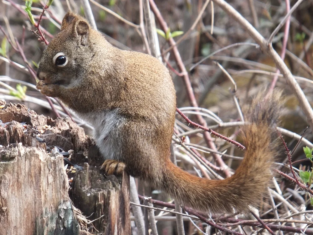 Squirrel 1