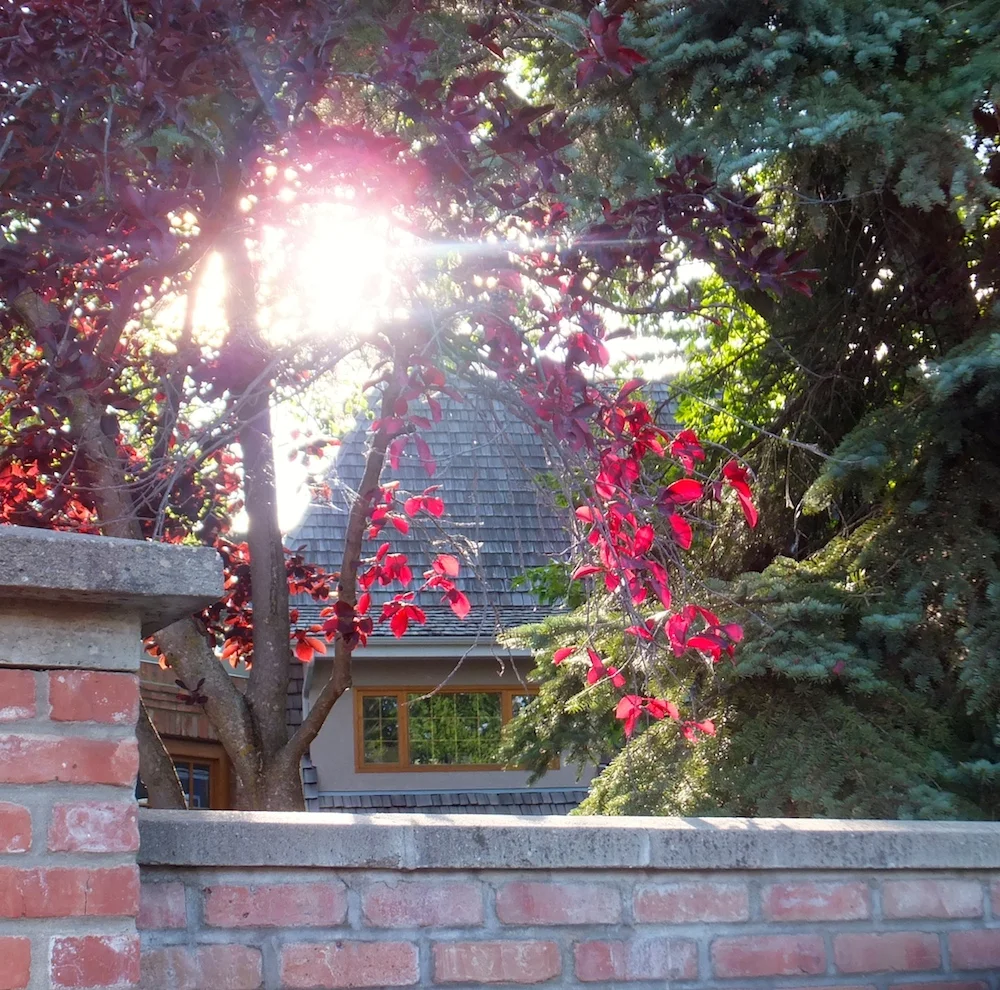 Red leaves in someone's yard