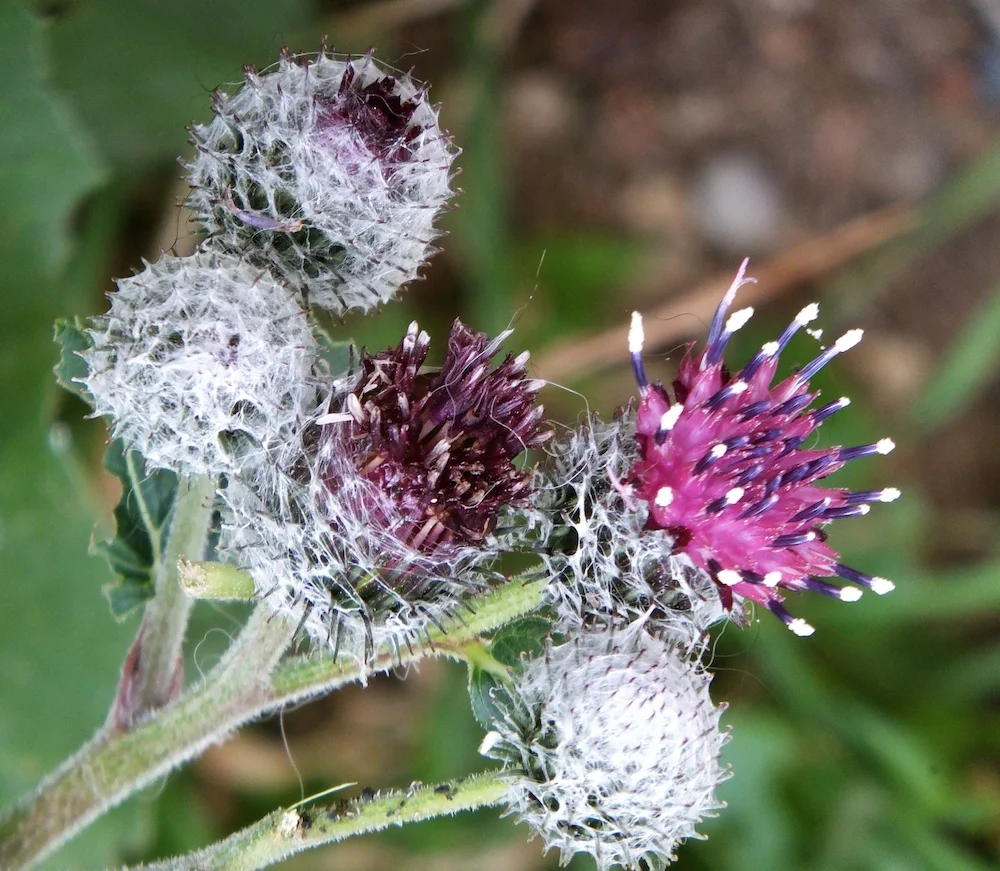 Thistle