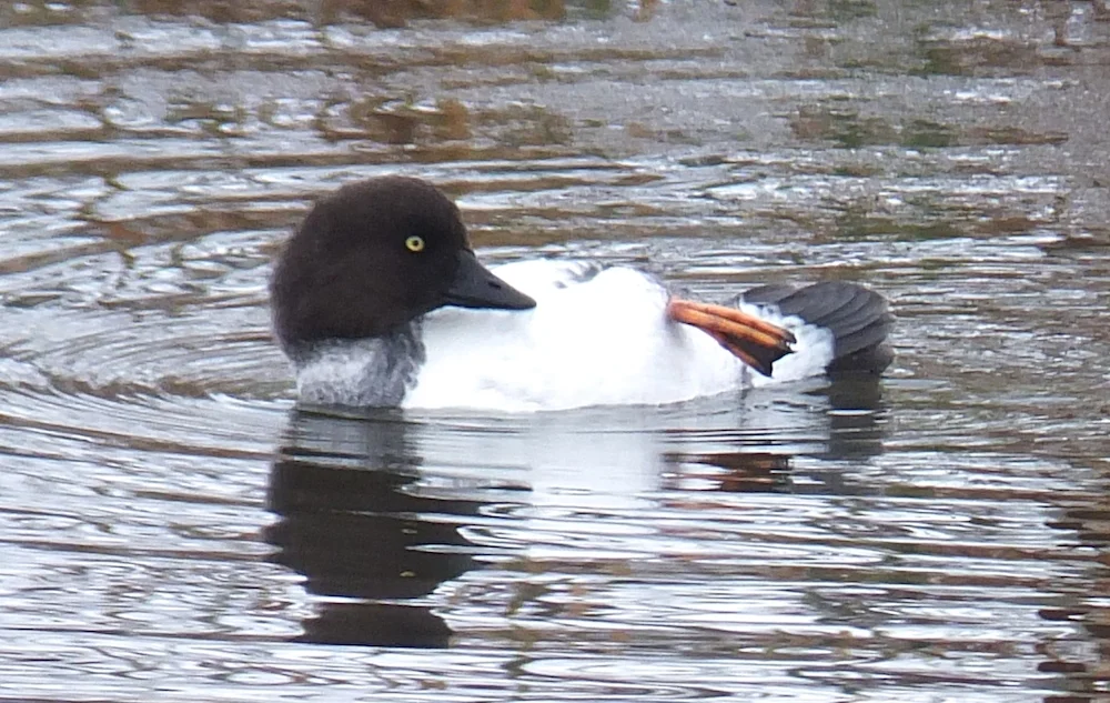 duck-2