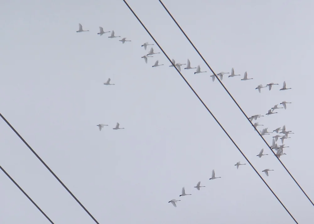 Snow geese