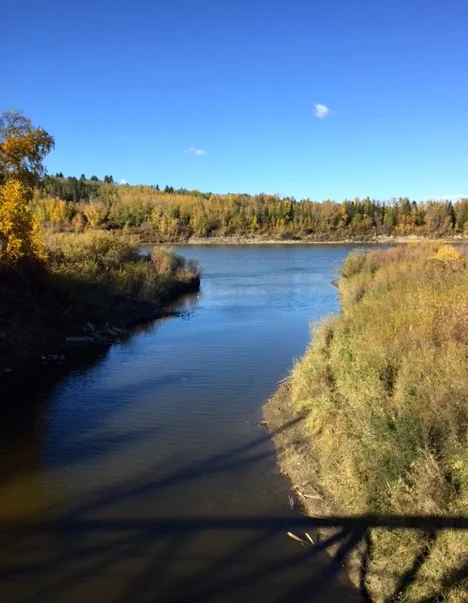 Whitemud Creek meets the river