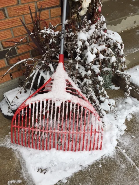 Poor rake. Brand new and never got a chance to collect a single leaf. We will never know its potential. #RIPrake