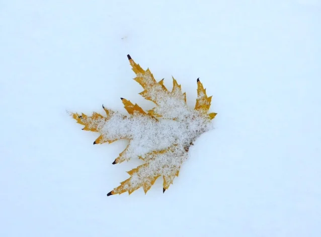 yellow-leaf-in-snow