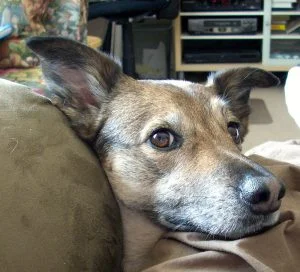 Hello want to go for a walk